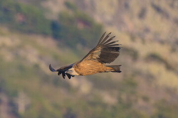 Obraz premium Buitre en la Sierra de Guadarrama volando a 1900 metros. 