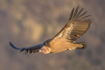 Obraz premium Buitre en la Sierra de Guadarrama volando a 1900 metros. 