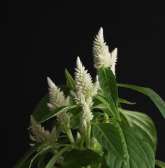 Beautiful plant Celiosia argentea (silver cockscomb)