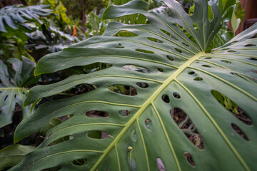 Green tree monsterra leaf tropical forest home garden © themorningglory