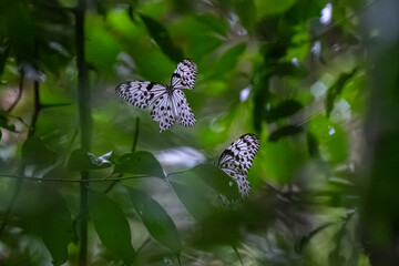 Ceylon Tree Nymph (Idea iasonia) butterflies flying in the Sinharaja forest. © KingmaPhotos