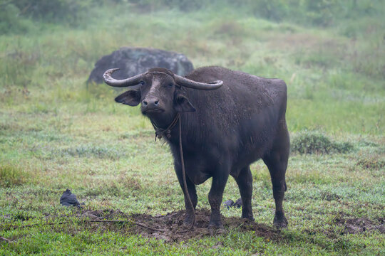 Domestic Water Buffalo (Bubalus bubalis) grazing in a rural Sri Lankan field.