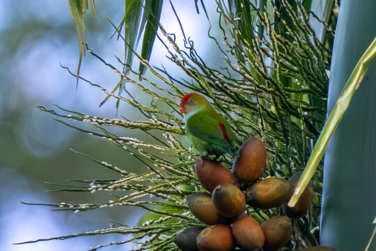 Sri Lanka Hanging Parrot (Loriculus beryllinus) feeding on nectar. [ENDEMIC]