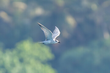 Fototapeta premium Whiskered Tern (Chlidonias hybrida) in flight over a Sri Lankan freshwater marsh.