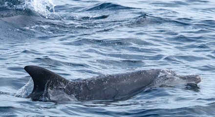Obraz premium Indo-Pacific Bottlenose Dolphin (Tursiops aduncus) breaching in Sri Lankan waters.