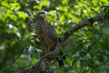 Close-up of a Crested Serpent Eagle (Spilornis cheela) perched in a forest tree.
