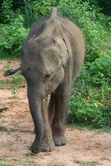 Fototapeta premium Sri Lankan baby Elephant (Elephas maximus maximus) in the wild.