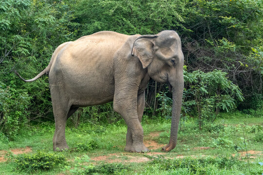 Sri Lankan Elephant (Elephas maximus maximus) in the wild.