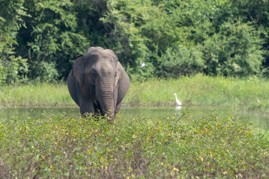 Sri Lankan Elephant (Elephas maximus maximus) in the wild.