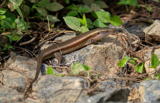 Close-up of a Hambegamuwa Sun Skink (Eutropis tammanna) in the leaf litter. [ENDEMIC]