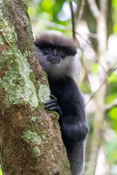 Purple-faced Leaf Monkey (Semnopithecus vetulus) in the Sri Lanka.