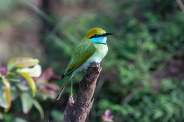 Fototapeta premium Close-up of an Asian Green Bee-eater (Merops orientalis) with its emerald plumage.