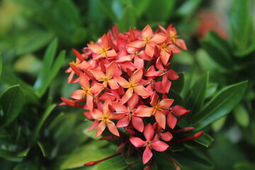 Ixora flower