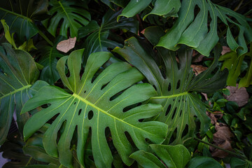 Green tree monsterra leaf tropical forest home garden © themorningglory