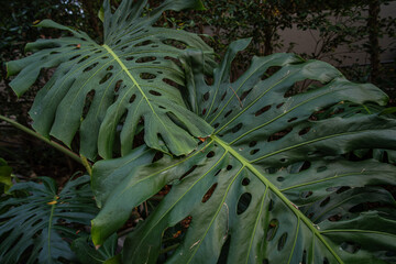Green tree monsterra leaf tropical forest home garden © themorningglory