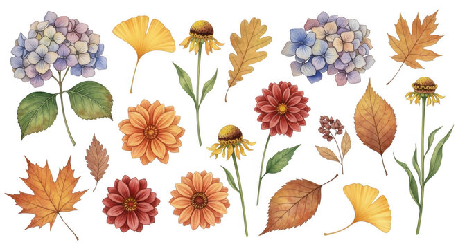 Autumn flowers and leaves illustration isolated on transparent background