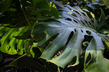 Green tree monsterra leaf tropical forest home garden © themorningglory