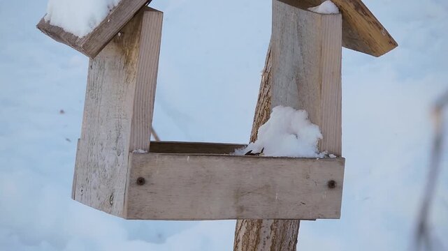 Great tits fly to the wooden feeder in winter