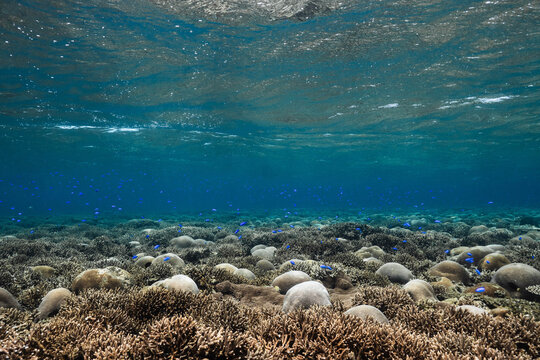 Healthy coral reef ecosystem in shallow tropical ocean water