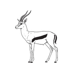 A drawing of an antelope with long horns © SI