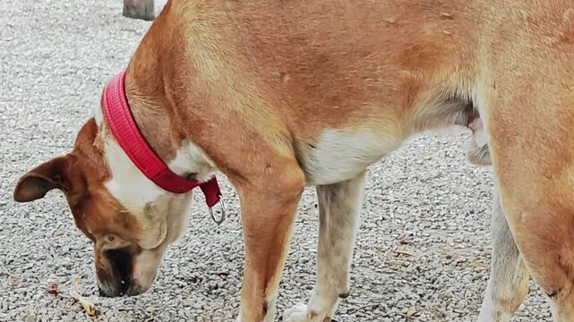 Side view of a stray or pet dog standing on a pebble stone floor.
