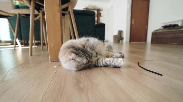 Adorable long haired siberian cat playfully batting and rolling around with a shoelace on the floor of a bright, modern living room