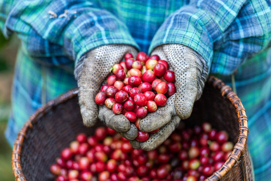 Farmer Holding Freshly Harvested Ripe Red Coffee Cherries In Hands At A Sustainable Plantation