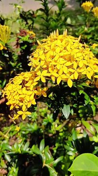 Bright yellow ixora flowers blooming in a tropical garden with green foliage. Beautiful cluster of small blossoms swaying gently in natural daylight