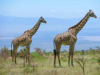 Fototapeta premium Two Masai giraffes standing majestically in the Serengeti savannah, Tanzania.