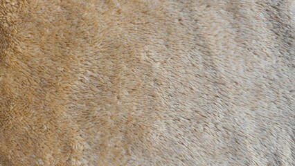 Soft Beige Carpet Texture Background, Cozy Fabric Surface. elephant skin texture with deep wrinkles. Abstract nature texture of wrinkled elephant or rhino skin.  © phengsstst