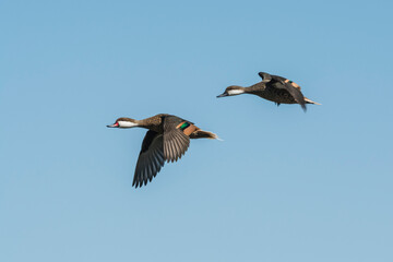 White cheeked Pintail, Anas bahamensis, La Pampa, Patagonia , Argentina.