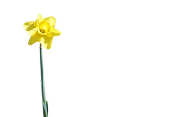a yellow daffodil flower isolated on a transparent background © Marshall
