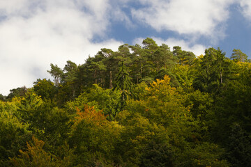 Obraz premium Hiking in the forest autumn time 