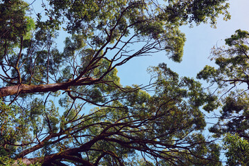 Fototapeta premium Tree branches and green leaves form a dense canopy against a clear blue sky, showcasing nature textures and sunlight filtering through foliage in a tranquil forest perspective.