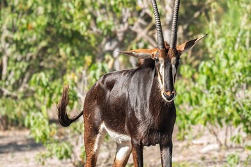 Obraz premium Botswana - Chobe National Park - Sable Antelope (Hippotragus niger) Frontal View