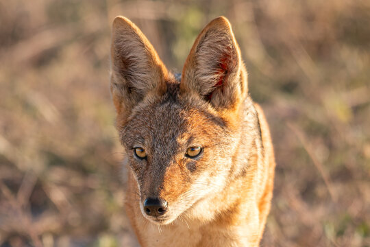 Botswana - Chobe National Park - Black-Backed Jackal (Lupulella mesomelas) Frontal Portrait