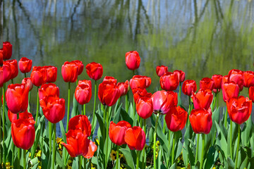 Fototapeta premium Tulips bloom in spring.