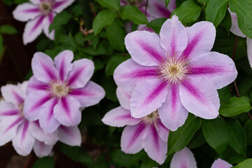 大きなクレマチスの花