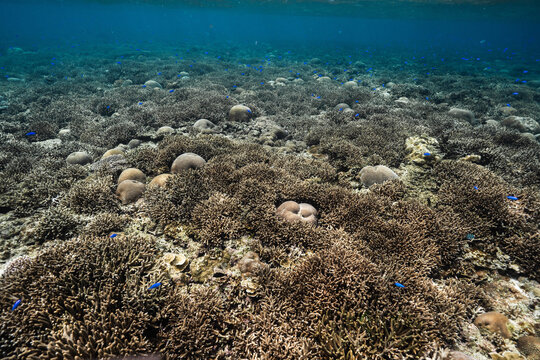 Colorful tropical reef with corals and blue damselfish