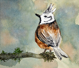 Watercolour painting of crested tit © Magdalena Bujak