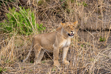 Obraz premium Tanzania, Mikumi National Park - 2 December 2025 - A young lioness camouflages perfectly among the tall, dry grass of the bush