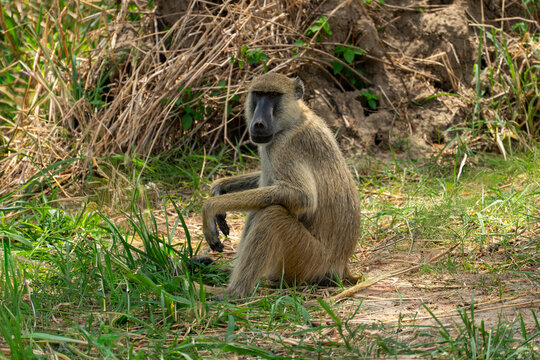 Tanzania, Mikumi National Park - 2 December 2025 - A solitary baboon carefully observes its surrounding environment in the African savannah