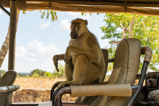 Tanzania, Mikumi National Park - 2 December 2025 - A curious baboon sitting calmly on a jeep seat during an African safari