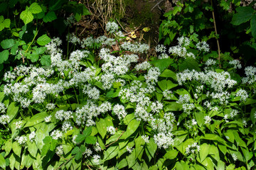 Bärlauch mit Blüten bedeckten den Boden im Wald im Frühjahr