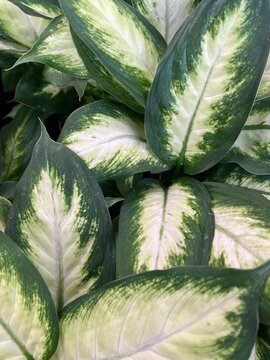 dieffenbachia camilla or green snowdrop plant with white and green leaves.House plants.Flower background