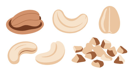 Assorted Cashews and Brazil Nuts Vector Illustrations in Flat Design