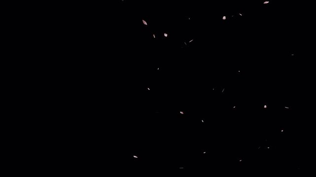 sakura cherry blossom, hanami,Falling cherry blossoms. Pink cherry blossom petals falling gracefully, cherry blossom particle, Cherry blossom petals dance in wind on alpha channel. 4K Video