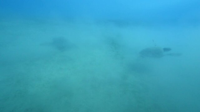 turtle swimming  underwater. green sea turtle (Chelonia mydas) swimming and feeding ocean grass scenery  with animal eating