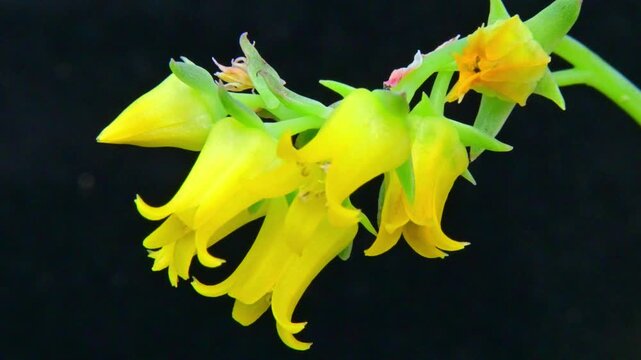 Close-up of yellow flowers of the succulent plant Echeveria pulidonis or Echeveria lutea (Crassulaceae) from a collection