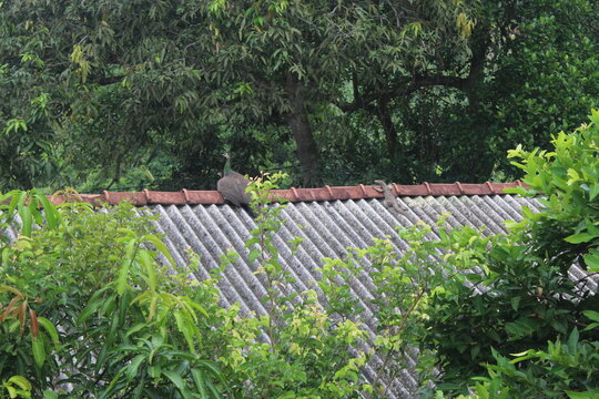 Peahen and lizard on a roof
